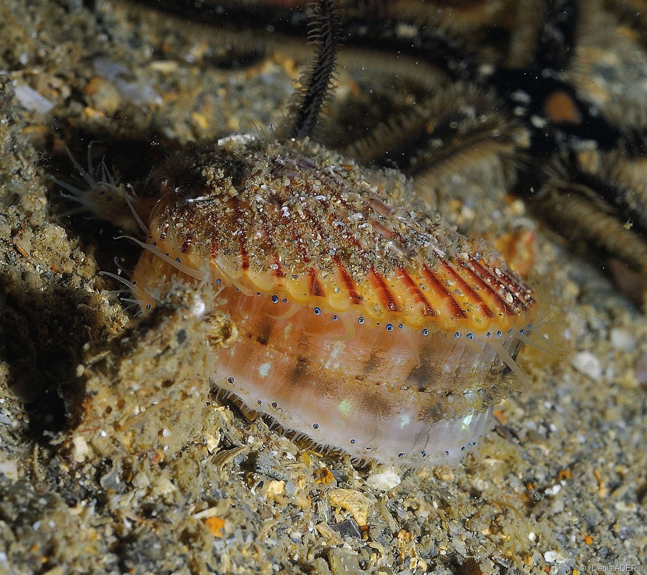 Aequipecten opercularis-Belle Ile Epave du Anan-3m-20160630-Denis-ADER-DSC_8364_tn.jpg